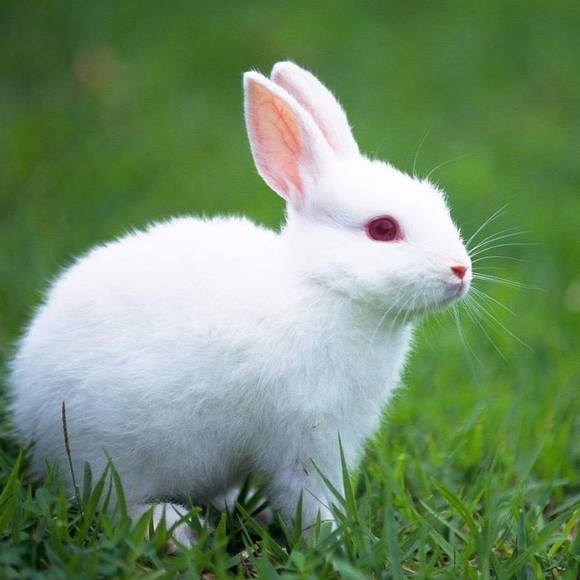 Meet your Posher, Nevaeh - Picture 1 of 1